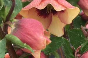 Helleborus 'Sandy Shores' New 2025